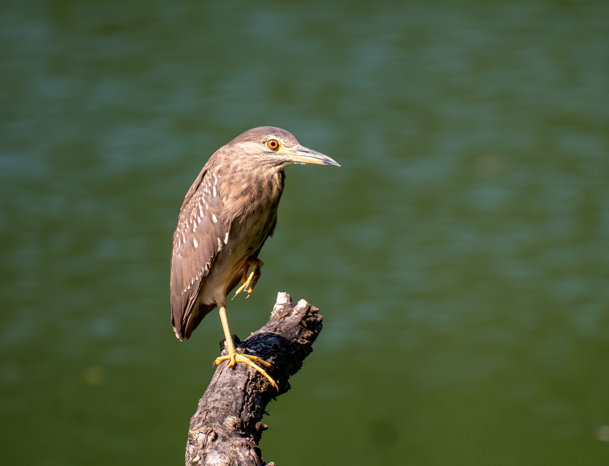 Prova Fuji XT5 Con 200/400